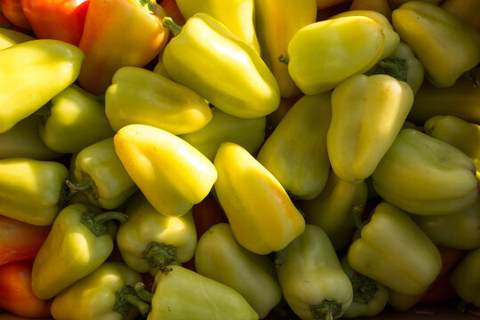 sweet yellow green peppers. Pile of colorful healthy vegetables background. Group of peppers texture.