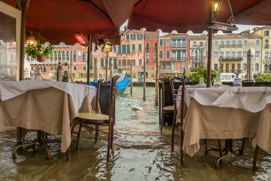 Acqua alta flooding near Rialto Bridge with heron in Venice, Italy