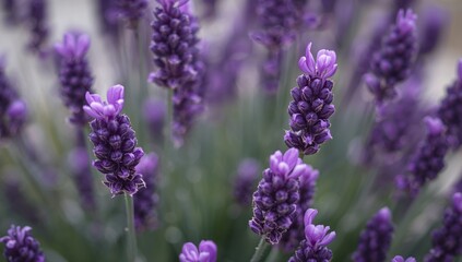 Fototapeta premium Aromatic Lavender Field. Capturing the Beauty and Essence of Purple Flowers, Natures Grace.