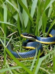 Obraz premium North American Racer snake slithering through the grass in Elkton, Cecil County, Maryland.