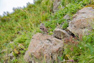 白馬岳のイワヒバリ02