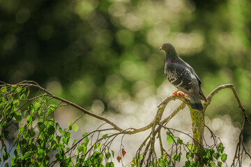 pigeon perched on a branch, displaying iridescent feathers in shades of green and pink, with a blurred natural background.