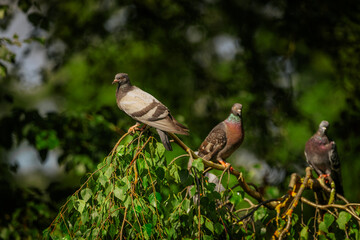 pigeons perched on a leafy tree branch in sunlight, with green foliage creating a natural and vibrant background.