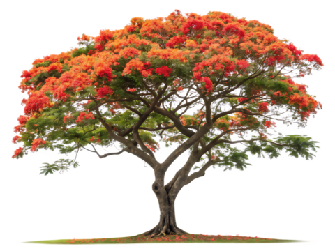 Delonix Regia Tree Isolated AI generated by PNG