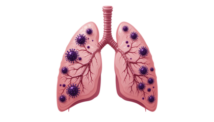 Medical Illustration of Human Lungs in Side View with Intricate Branching Bronchi – Transparent Background
