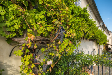 The old vine in Maribor is believed to be the world's oldest grapevine, Slovenia