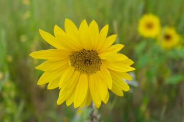 yellow sunflower