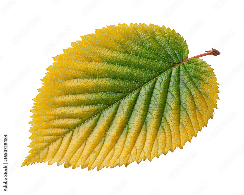 Poster yellow green autumn leaf isolated on transparency background detailed texture single object natural 