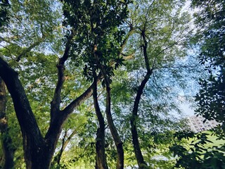 tree branch and leaves nature background, organic greenery texture