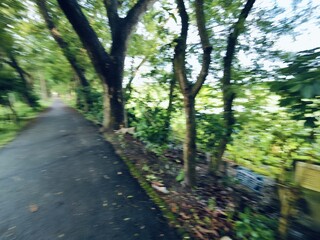 Fototapeta premium Lush tropical vegetation alongside a quiet country road