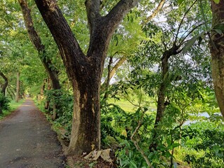Fototapeta premium rural landscape with diverse tree types of bangladesh