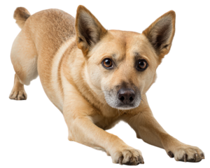 Playful dog stretching on transparency background tan fur alert expression isolated domestic pet medium size healthy friendly energetic cute animal