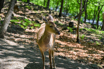 Sika deer standing on a sun-dappled forest path in Shkotovo, Primorsky Krai, Russian Far East,...