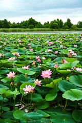 Lotus Komarova blooming in a vast wetland on a cloudy summer day in the Russian Far East. Pink flowers and green leaves under a moody sky.
