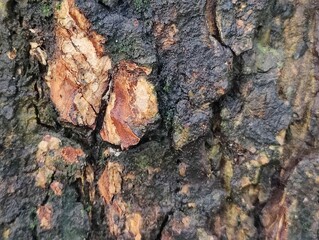 Close-Up of Tree Trunk with nature elements and Detailed Bark Texture