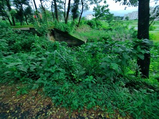 rural landscape with diverse tree types of bangladesh