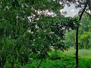 branches of various tropical trees and leaves against the blue sky.