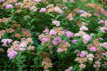 A vibrant spirea bush in bloom, showcasing clusters of pink flowers and dried brown blossoms, surrounded by lush green foliage.