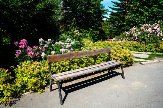 Wooden park bench in a sunny garden, surrounded by colorful blooming roses and green foliage, peaceful outdoor scene with no people.