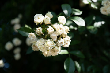 Snow Typhoon climbing rose blooms in creamy white clusters against dark green foliage in bright...