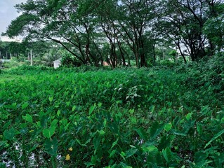 branches of various tropical trees and leaves against the blue sky.