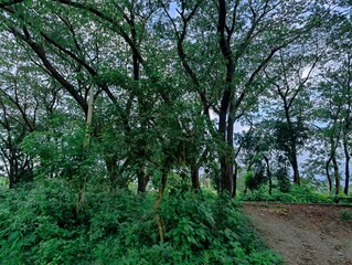 branches of various tropical trees and leaves against the blue sky.