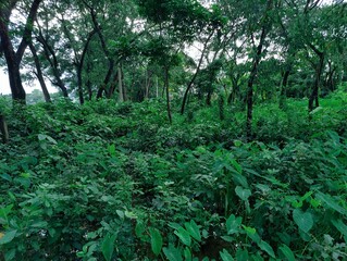 branches of various tropical trees and leaves against the blue sky.