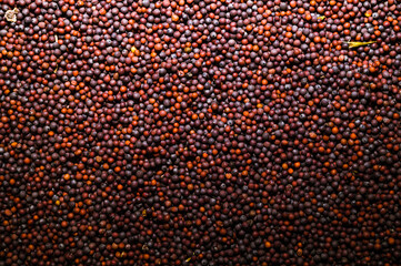 Mustard seeds (Brassica napus), also known as rapeseed, oilseed rape, or canola, are dried in the...