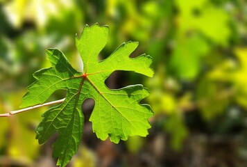 vine in the garden.
