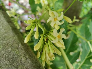 close-up of green leaves plant with variant flowers detailed texture