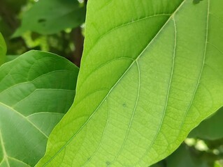 close-up of green leaves plant with detailed texture