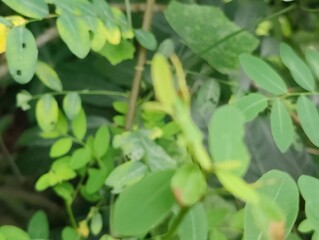 close-up of green leaves plant with detailed texture