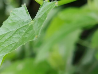 close-up of green leaves plant with detailed texture