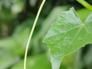close-up of green leaves plant with detailed texture