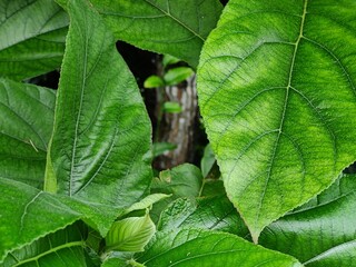 close-up of green leaves plant with detailed texture