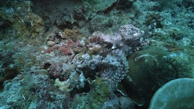 A scorpionfish &ndash; Scorpaenidae &ndash; almost invisible against the reef, using its perfect camouflage to wait in ambush. Venomous dorsal spines make this predator dangerous. Filmed in the Philippines.