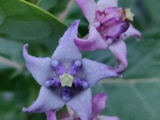 close-up of green leaves plant with variant flowers detailed texture