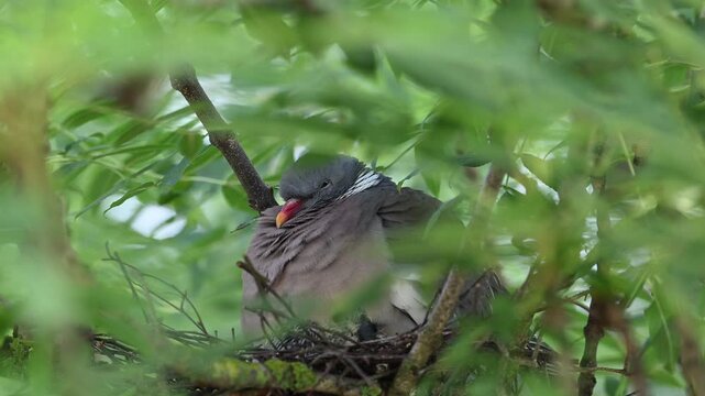 Br&uuml;tende Taube im Nest, mit K&uuml;ken, beim F&uuml;ttern, w&auml;rmen und putzen