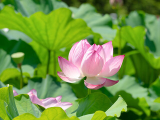 満開のハスの花　東京都