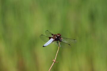 A dragonfly rests gracefully on a branch under natural light.