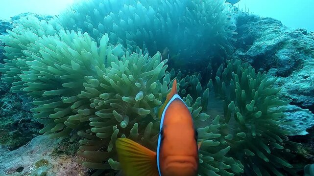 A clownfish &ndash; Amphiprioninae &ndash; in extreme close-up, revealing vivid orange color, white bands, and detailed facial texture. Filmed among protective sea anemone tentacles.