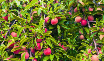 Ripe apples hanging on branches in an orchard during late summer harvest season