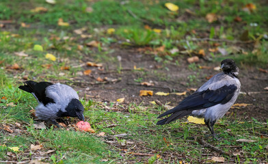 Two birds forage for food in a park during autumn while surrounded by fallen leaves