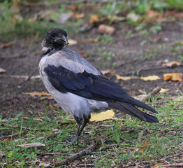 Crow foraging in a grassy area during autumn, showcasing unique plumage and curious demeanor
