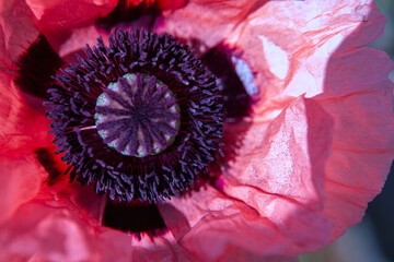 Colorful poppy flower blooms in vibrant detail under bright sunlight during spring season