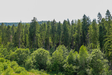 A straight line of tall, slender coniferous trees standing above dense green bushes and grasses....