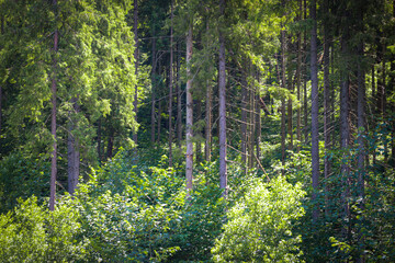 A forest with tall coniferous trees creates a perfect place to relax, where sunlight breaks through dense canopies, illuminating the green undergrowth. This is a beautiful landscape filled with peace 