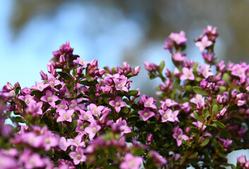 Pink flowers of the Australian native Boronia crenulata, family Rutaceae. Australian flora...