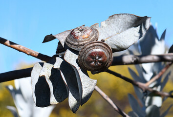 Large disc like fruits or gum nuts and gray leaves of the Australian native Mottlecah, Eucalyptus...
