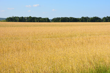Golden Wheat Field Under Blue Sky with Forest Horizon